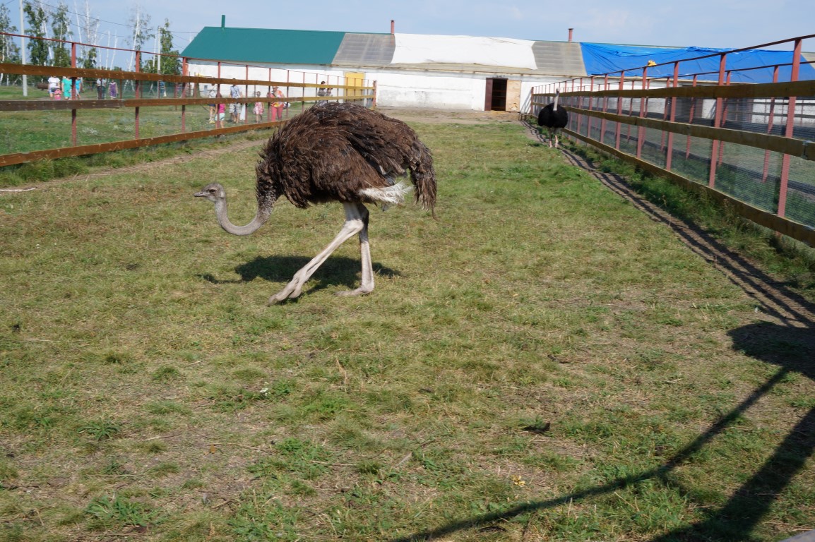 Омск. Поездка на страусиную ферму